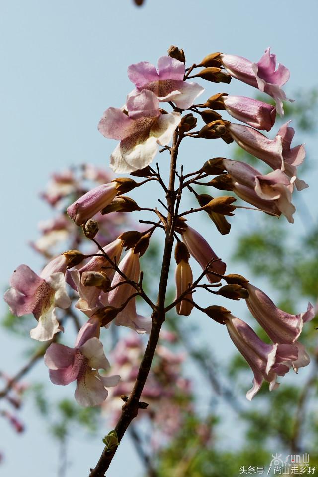 梧桐树真的能招来凤凰吗,梧桐树真的能引来凤凰吗