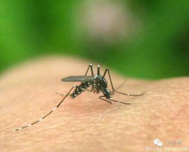 湖南乡村记实《童年杂记——虫伴》，值得一读！