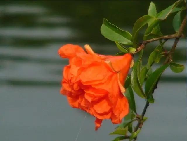 各国的国花及象征的寓意,全国各国的国花以及花语