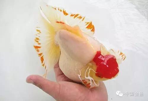 龙眼金鱼和蝶尾金鱼有什么区别,大尾金鱼品种图谱大全
