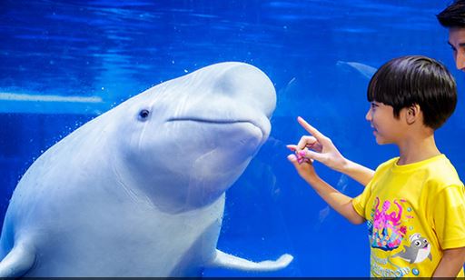 带小孩珠海长隆海洋王国攻略最新,暑假母子俩游览珠海长隆海洋世界