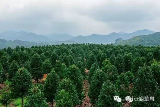 云霄镇攻略,云霄旅游线路攻略图大全