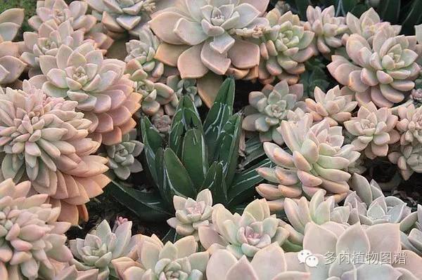 韩国精美多肉,欧美风多肉
