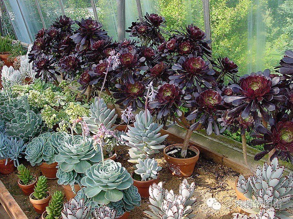 韩国精美多肉,欧美风多肉