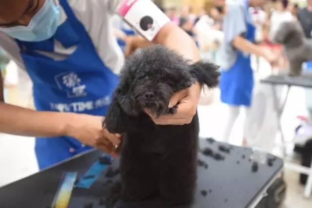 “源食”第五届中国宠物造型达人秀——哈尔滨赛区报道