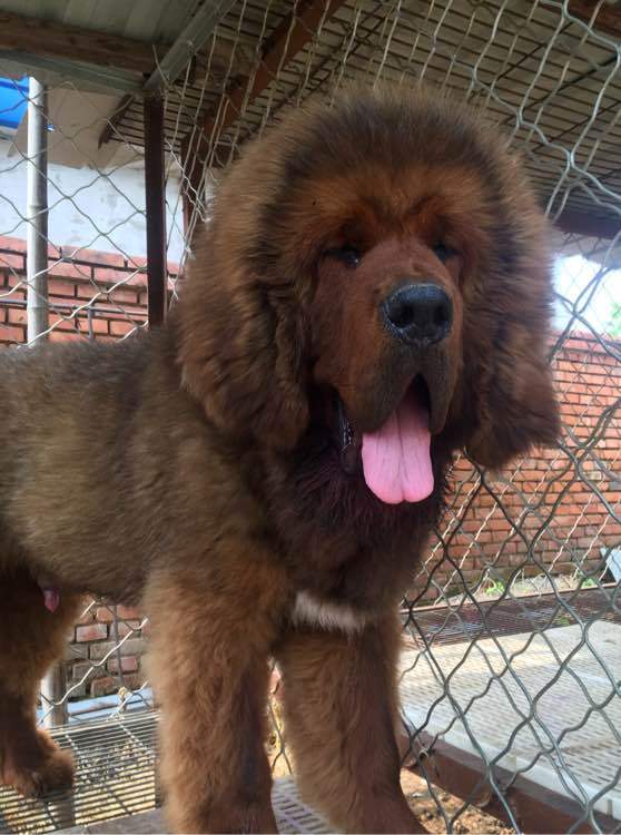 《一万个宠你的方法》爱宠知多少?第十三期:藏獒