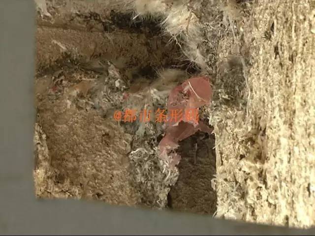 小区燕子来访居民不堪其扰