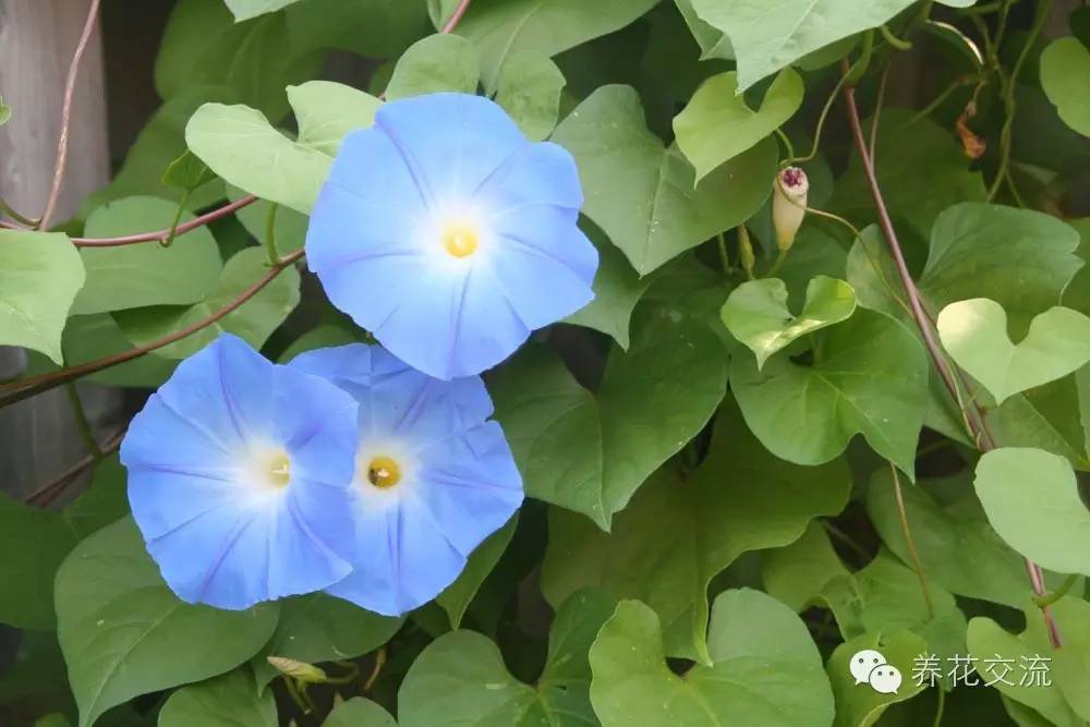 20种一二年生花卉,22种花朵