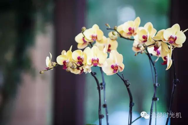 海洋主题酒店攻略,长隆海洋王国马戏酒店自助餐