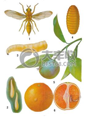 柑橘大实蝇表现,怎样防柑橘里的蛆