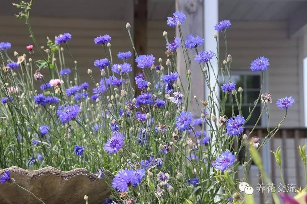 20种一二年生花卉,22种花朵