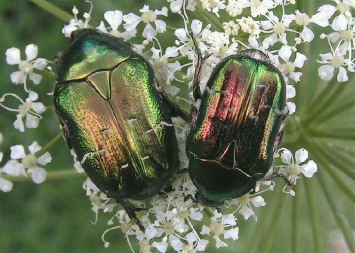 浣犺寰楀嚭鐙楃嫍鐨勫搧绉嶅悧,浣犺寰楀悧鍘熺増瑙嗛