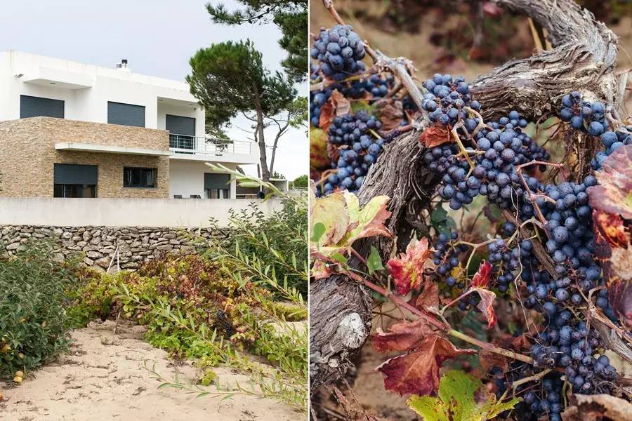 葡萄牙新手入门教程,葡萄牙vivere葡萄酒