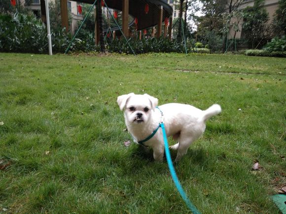 拯救狗狗不被蜜蜂蜇,拯救狗狗原版