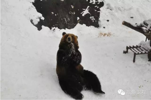 胡歌霍建华最美的场景视频,胡歌霍建华冬天游玩