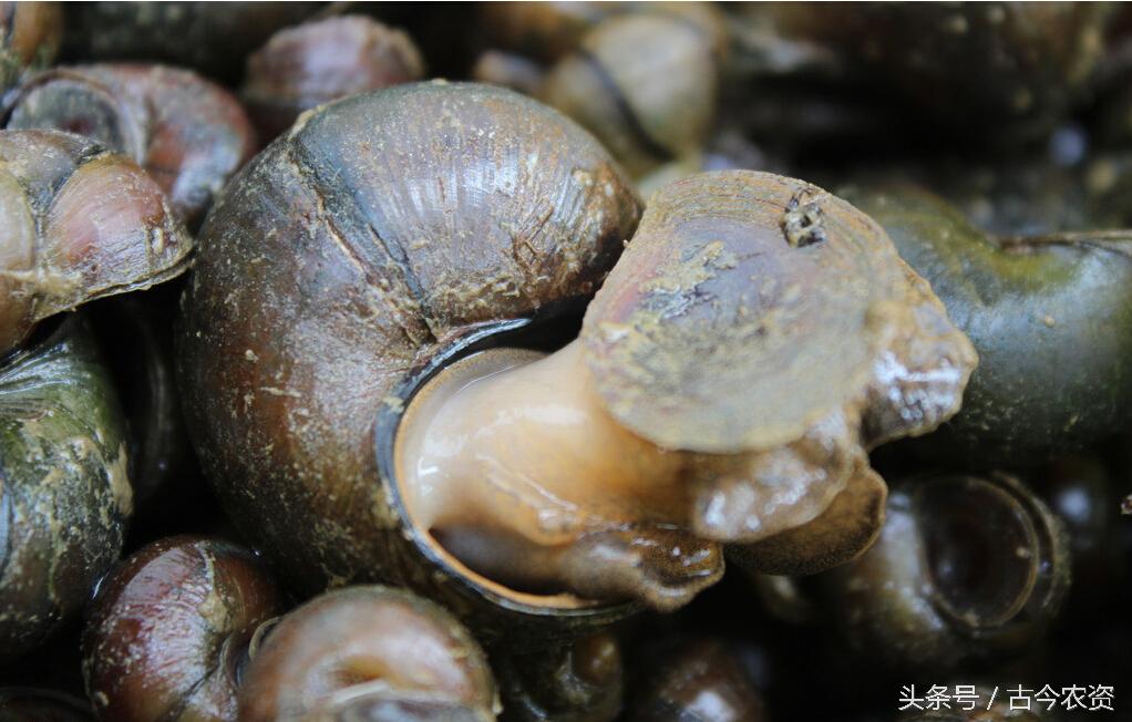 田螺和泥鳅混养前景如何,致富经田螺泥鳅黄鳝莲藕鱼混养