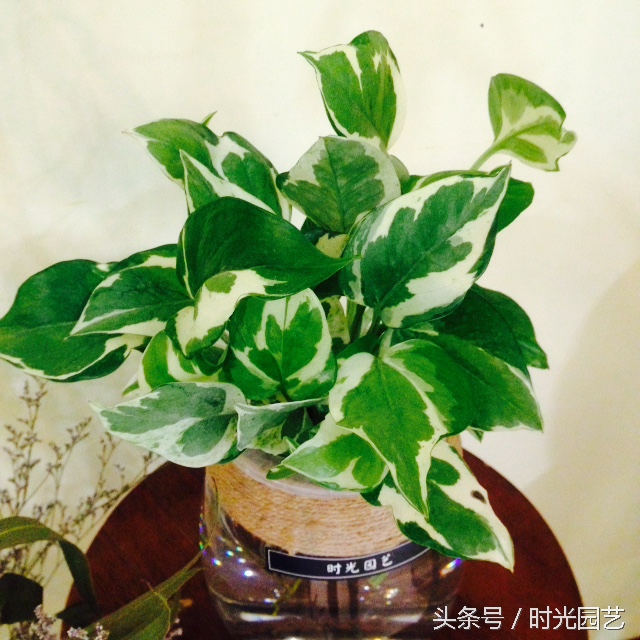 水培绿萝的自然笔记,水培绿萝和水培吊兰