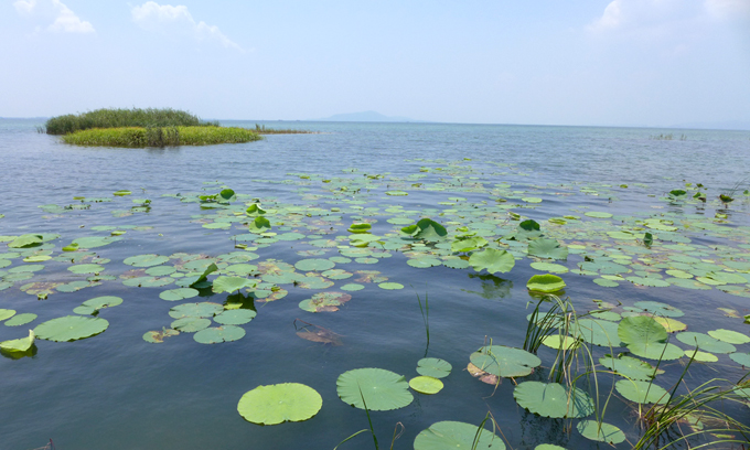 钓鱼小药鲤鱼王,钓鱼王小药饵料