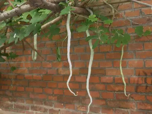 据说，渭南好多人都吃过这条青蛇！