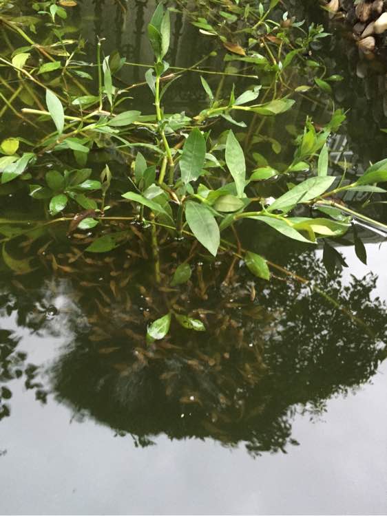 河里捞上来的小鱼叫什么,河里随便一捞就有一堆小鱼苗