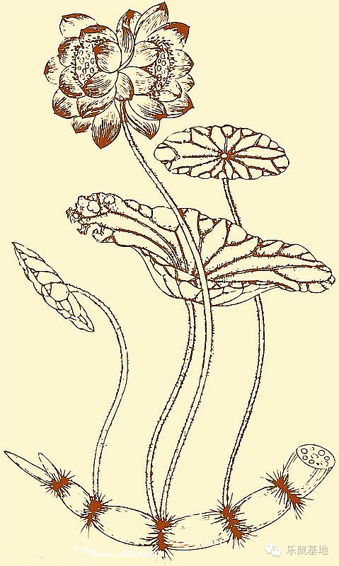 莲花很美,莲花应该怎么吃