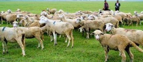 农业电商应该如何走出困境,农牧业电商的重要性