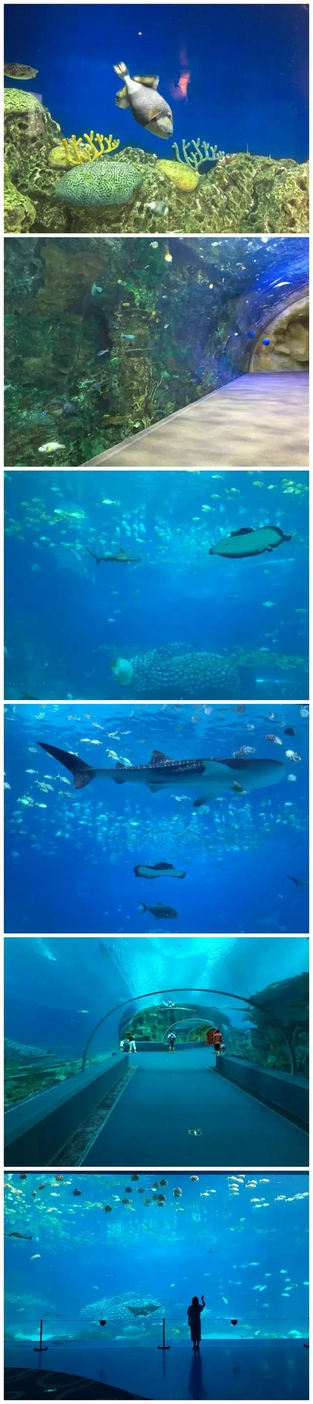 珠海长隆海洋王国一日一夜游攻略,珠海长隆海洋王国攻略两天一夜