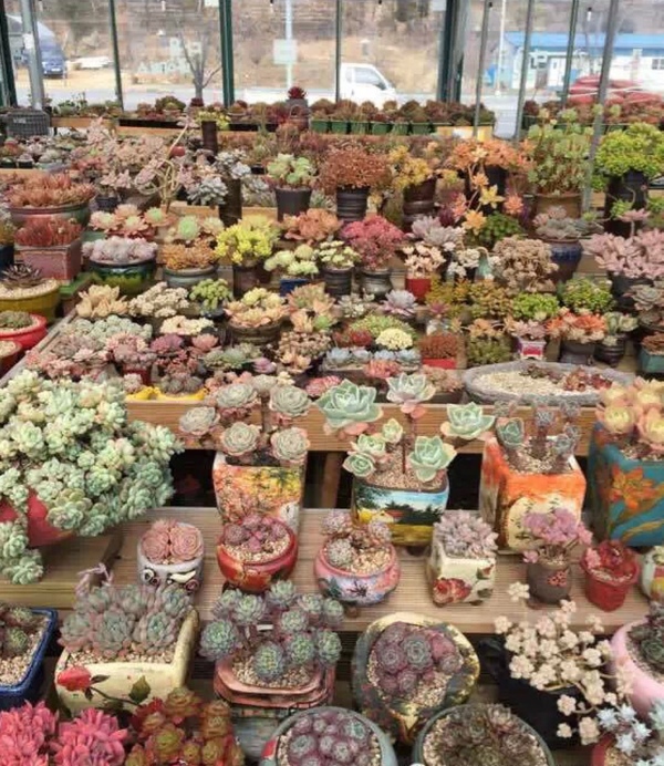 多肉被晒伤是因为紫外线太强吗,春天多肉搬出去露养怎么避免晒伤