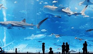 水母死后会变成水不留痕迹,水母死后真的会变成一滩水吗