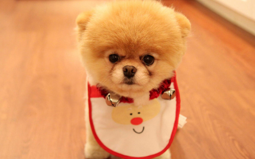 狗狗有泪痕还臭,狗狗有臭味是不是有病