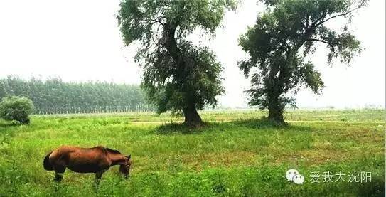 沈阳夏日避暑攻略,沈阳周边夏季避暑旅游胜地