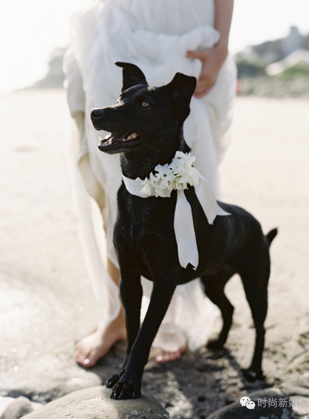 这些眼花缭乱的婚礼,竟然全在沙滩上举行