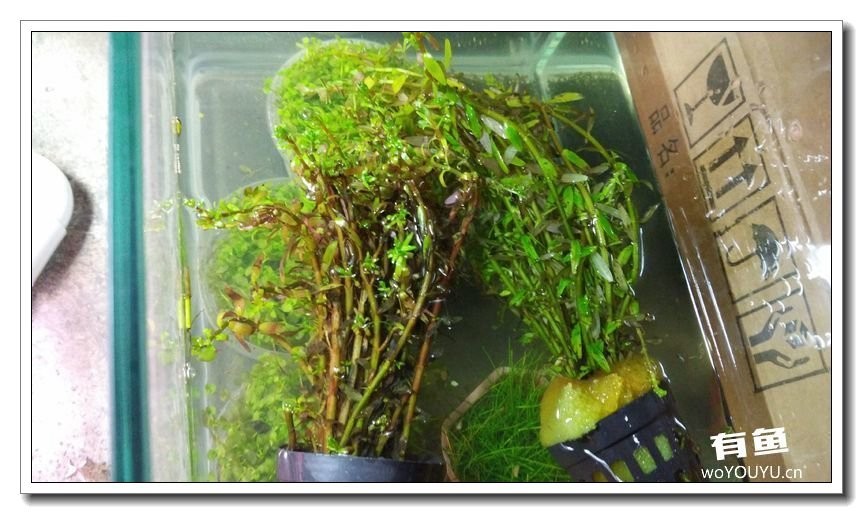 新手小白原生缸开缸教程,鱼缸怎么用高锰酸钾开缸详细教程