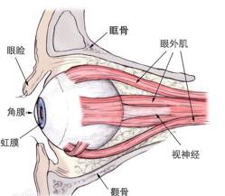 辟谣特工队|一招恢复视力，敢信吗？