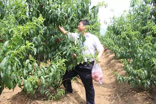 永定区冬桃新鲜采摘等你来,果园现摘冬桃脆甜