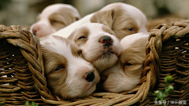 奶狗腹泻,小奶狗腹泻