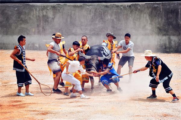 今年凯里哪里有举办斗牛比赛,凯里斗牛近期比赛