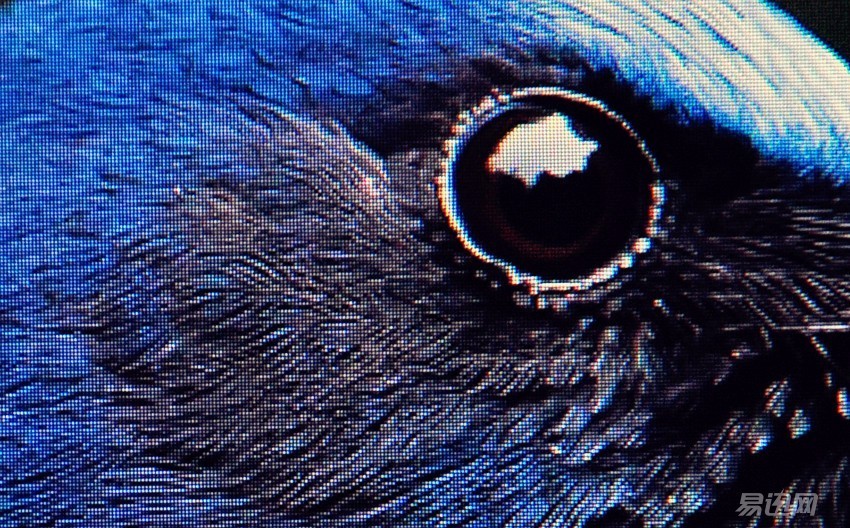 专门为设计师提供的一款显示器,设计师为什么喜欢苹果电脑