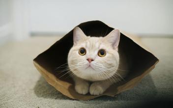 猫咪生病的原因及处理方法,养猫经验分享猫咪生病