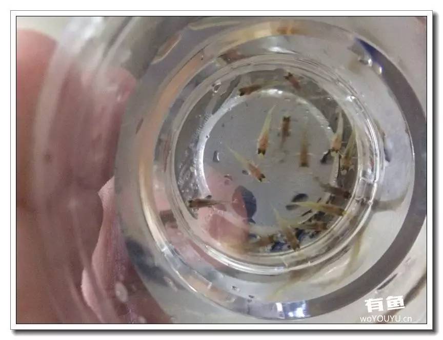 养了一个月的鱼突然大批死亡,斗鱼孵化后小鱼换水团灭