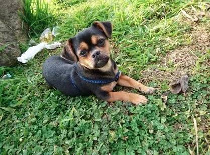 铲屎官血泪控诉，五大行为问题你家宠物有吗？