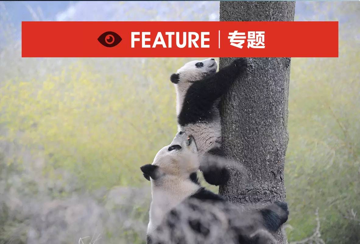 专访丨他说他的目标是拍一套熊猫有表情的照片