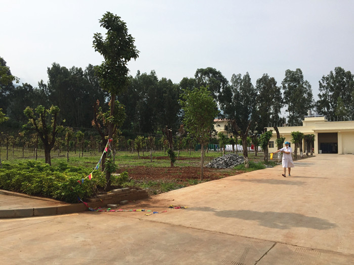 鏄嗘槑缁垮寲杩囧啲,鏄嗘槑鍐讳激澶ф浣滅墿