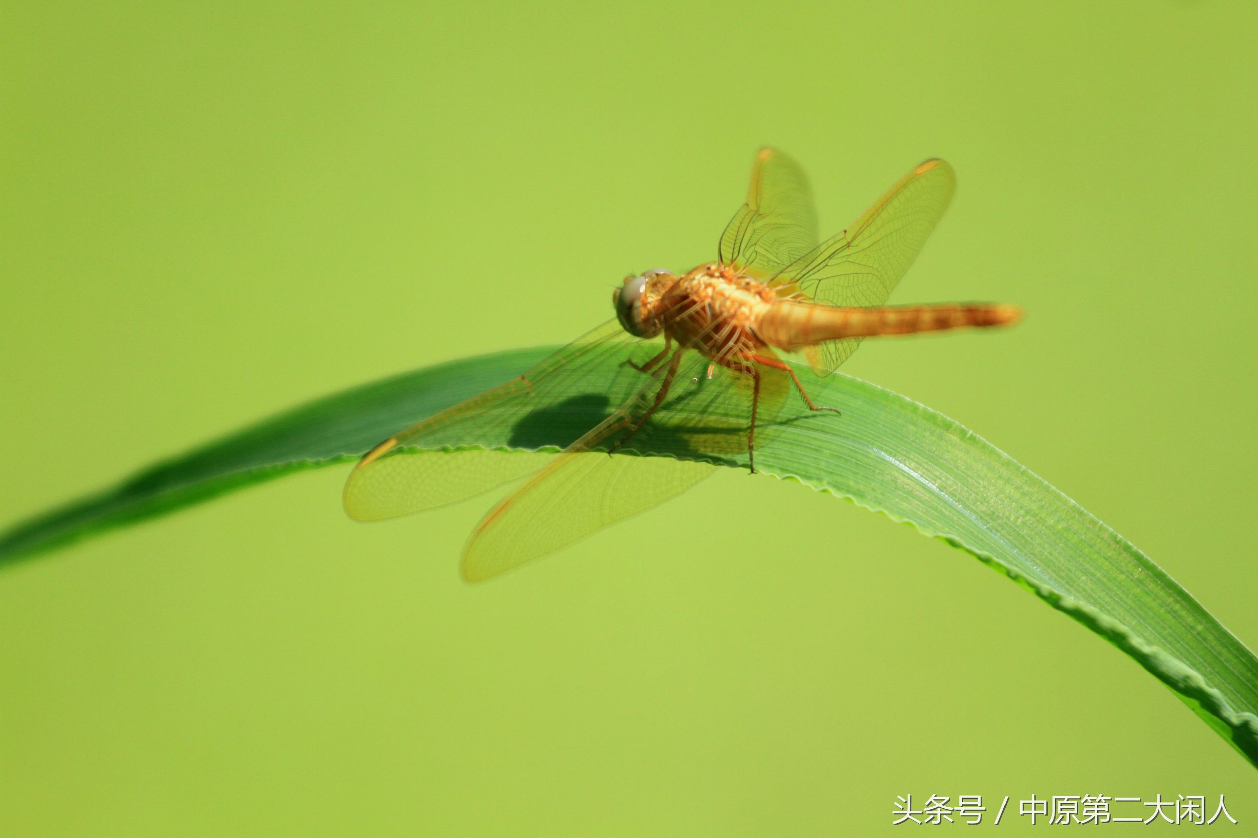 童年趣事抓蜻蜓400字作文,童年趣事抓蜻蜓的作文600字