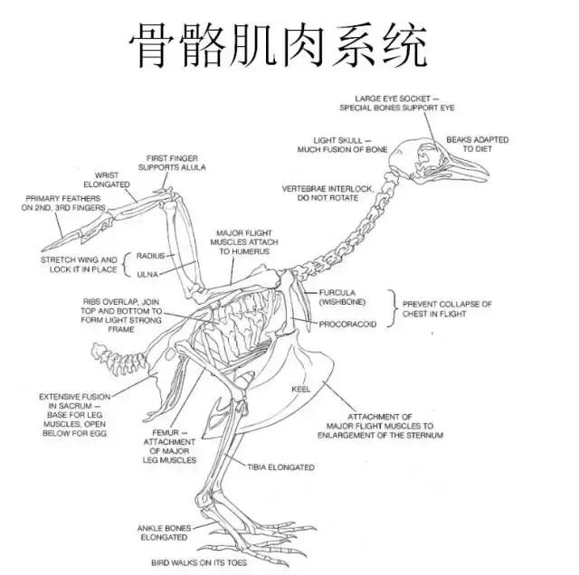 如果小鸟受伤了该怎么救助,发现受伤的小鸟应该怎么办