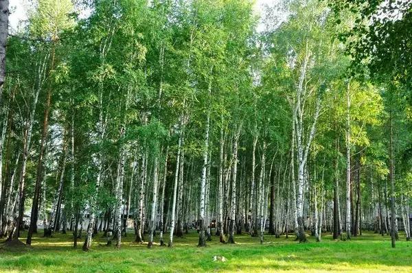 比东南亚划算还免签,只要1W,就能到俄国最美的贝加尔湖!