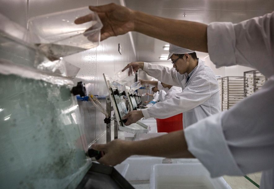 科学家尝试给蚊子做绝育,如何给一只蚊子做绝育