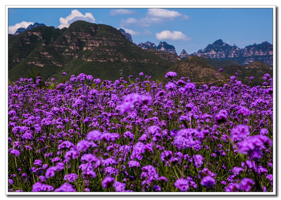 北京薰衣草庄园人间花海,京津冀薰衣草基地
