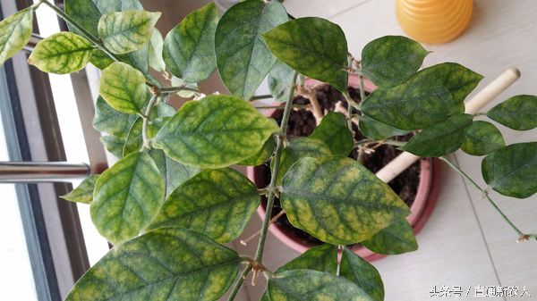 茉莉花怎样预防红蜘蛛,花卉生红蜘蛛怎么解决