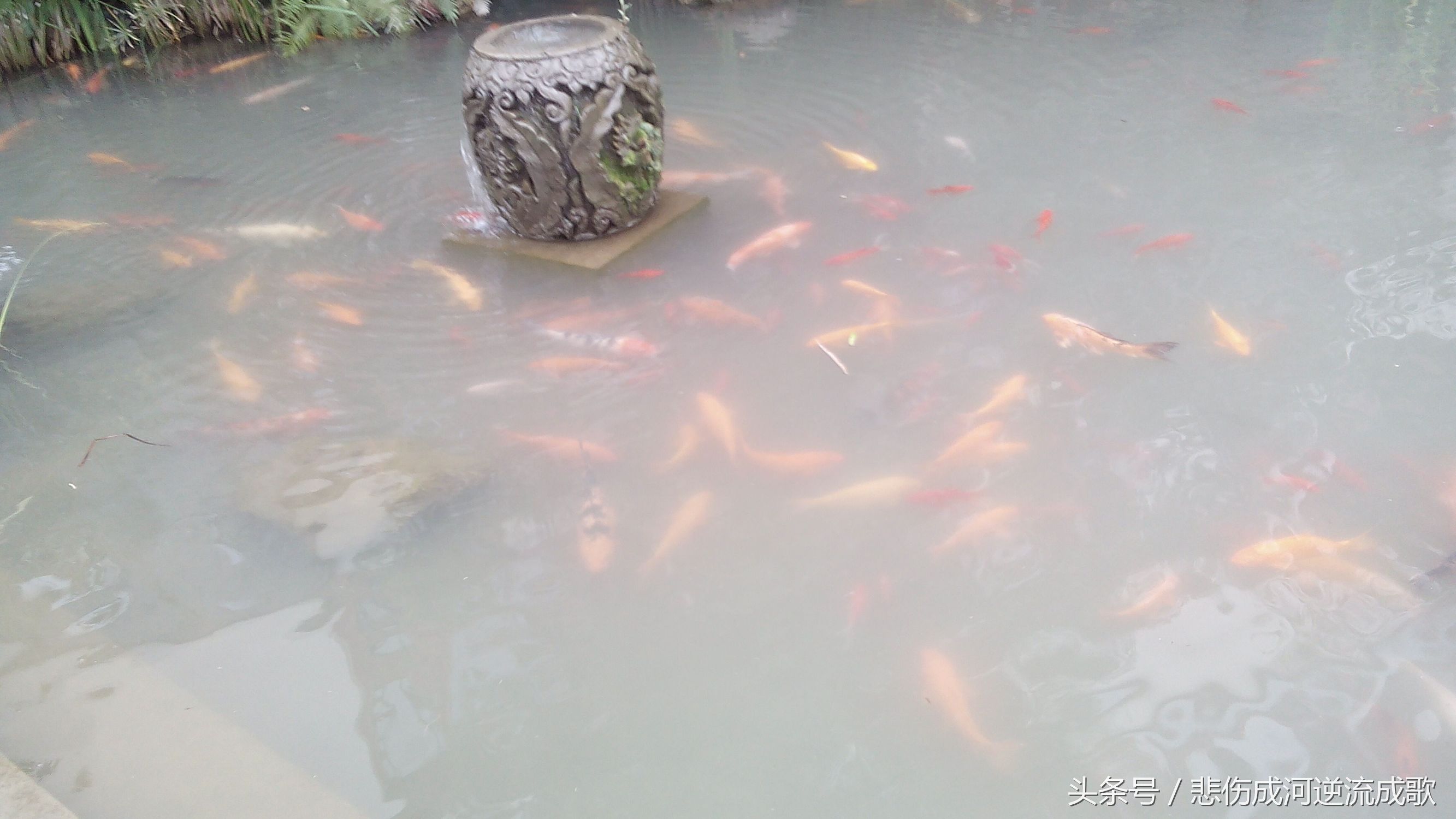 醉美水乡三道堰,水乡三道堰